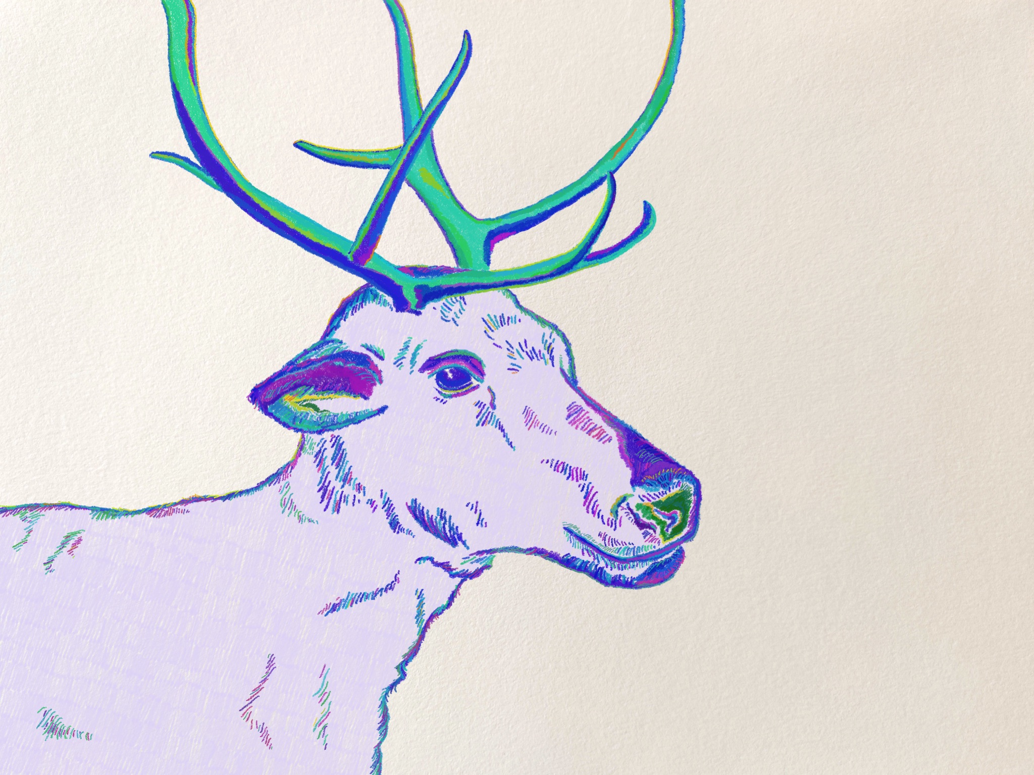 Rendier illustratie door Ester Smits